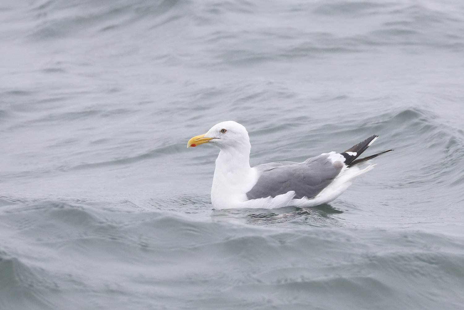 Western Gull - breeding colonies on the Washington Coast